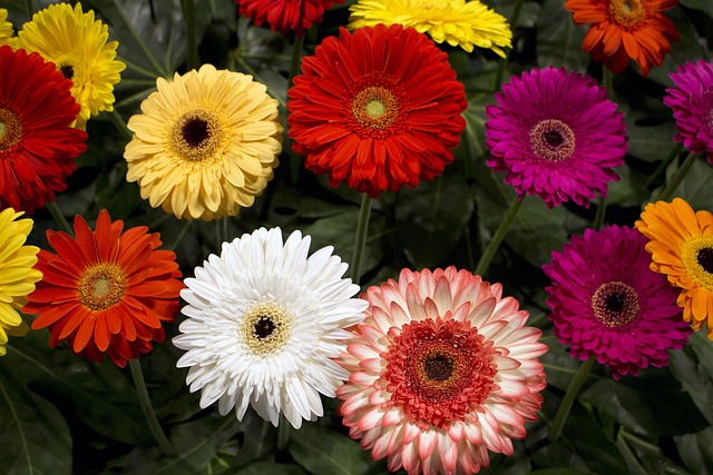 kwiaty dostępne w sklepie ogrodniczym
